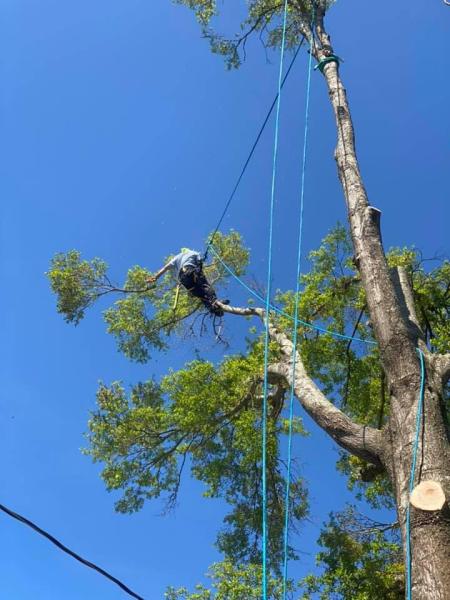 Klimb Pro Expert Tree Care