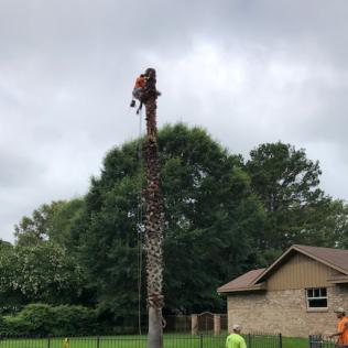 Arbor Management Services LLC