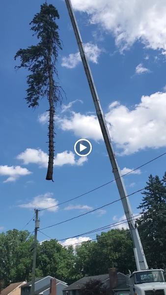 Schmitt Tree Service and Landscaping