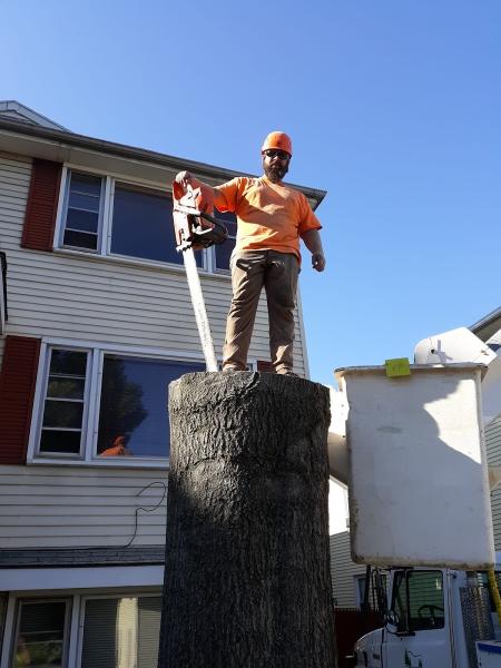 Schmitt Tree Service and Landscaping
