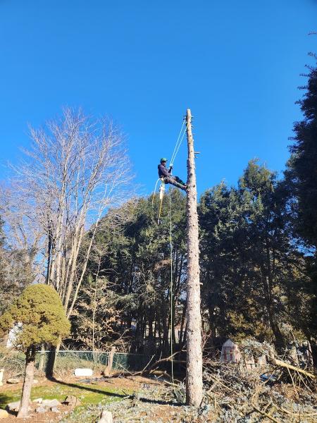 Schmitt Tree Service and Landscaping
