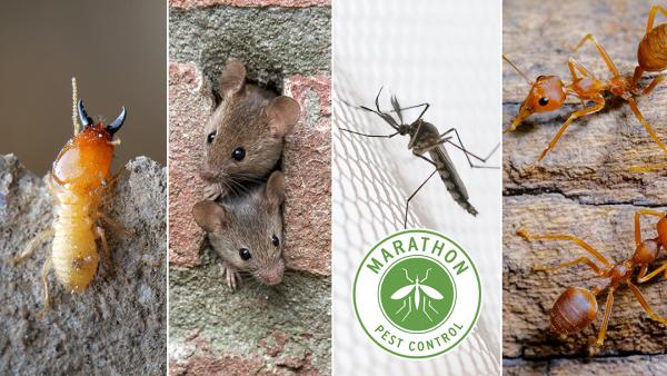Marathon Pest Control