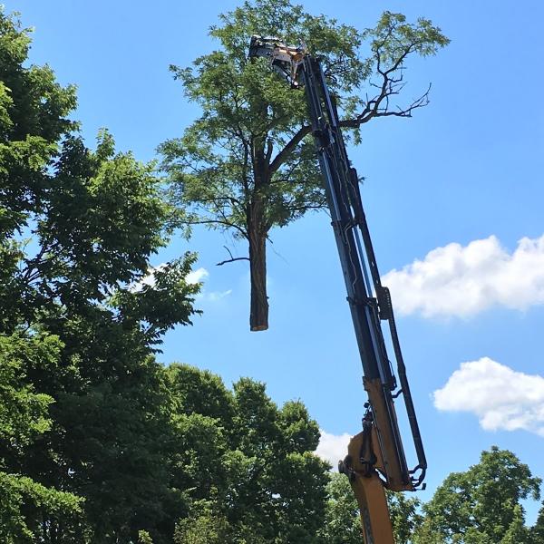Russell Tree Experts