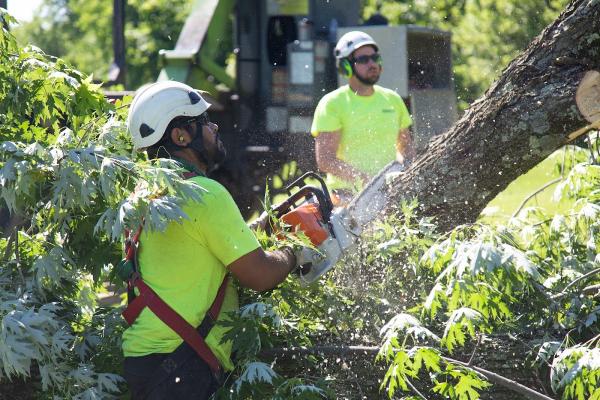 Russell Tree Experts
