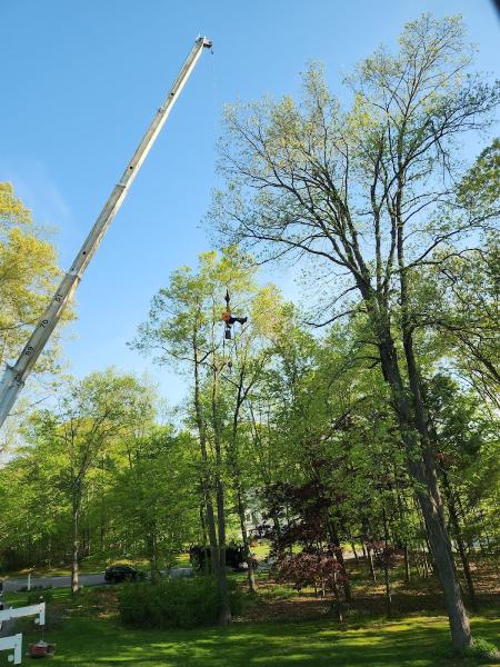 Todd's Tree Service
