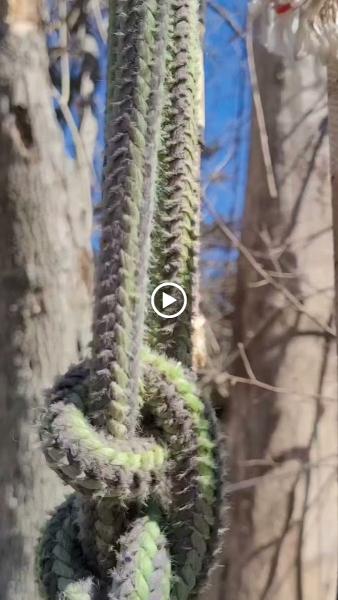 Todd's Tree Service