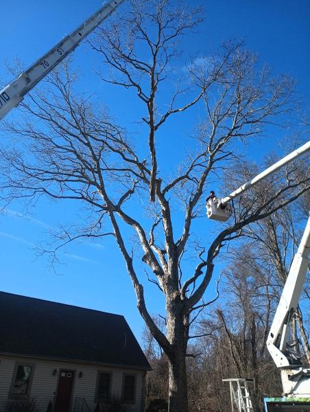 Todd's Tree Service