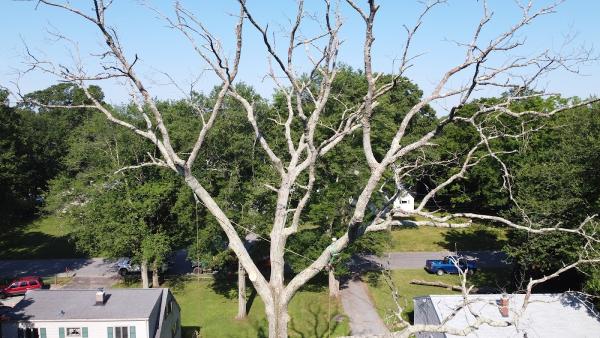 Todd's Tree Service