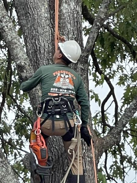 Ferguson's Tree Care