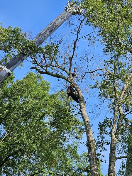Ferguson's Tree Care
