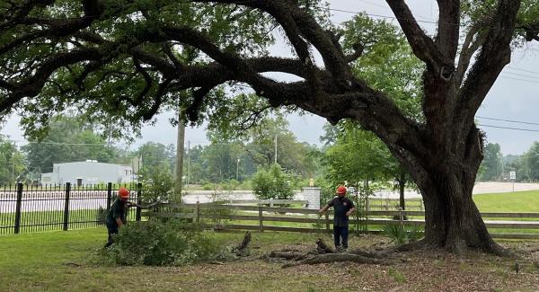 Ferguson's Tree Care