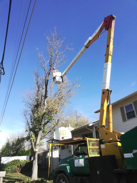 Rubens Affordable Tree Service