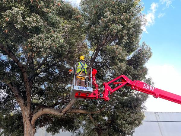 JC Tree Experts