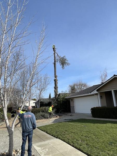 JC Tree Experts