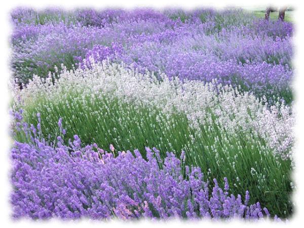 Lavender and Lemon Cleaning Company