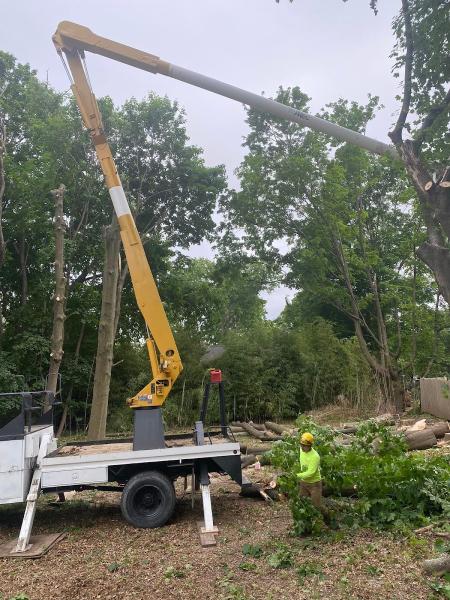 American Landscaping Tree Services