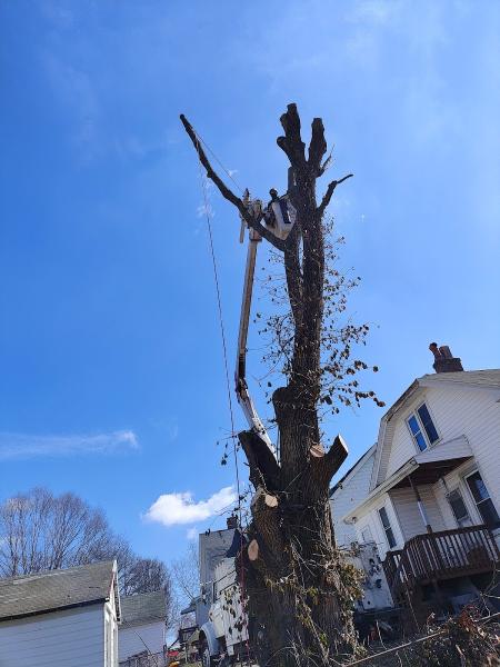 Maxwell's Tree Service