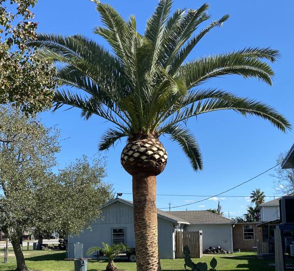 Solano Services Tree Trimming + Removal