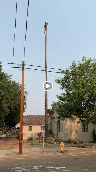Douglas Cicileo Tree and Arborist Services