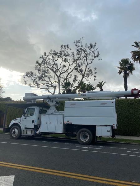 Douglas Cicileo Tree and Arborist Services