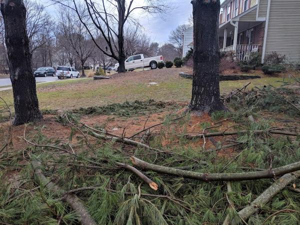 Adirondack Tree Experts