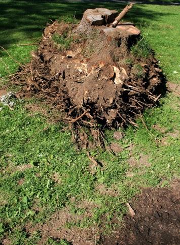 Arbor Masters Tree Service