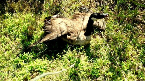 Animal Pest Control Daytona