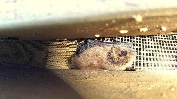 Animal Pest Control Daytona
