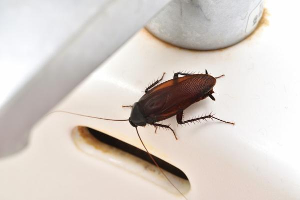 E&X Pest Control