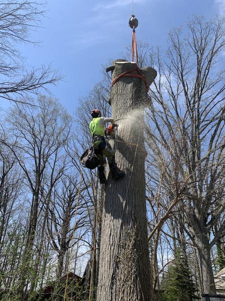 All About Trees Inc