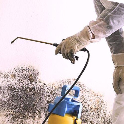 Synka Mold Remediation
