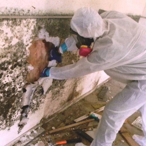 Synka Mold Remediation