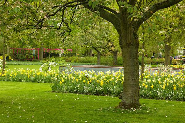 Dependable Lawn and Tree Service