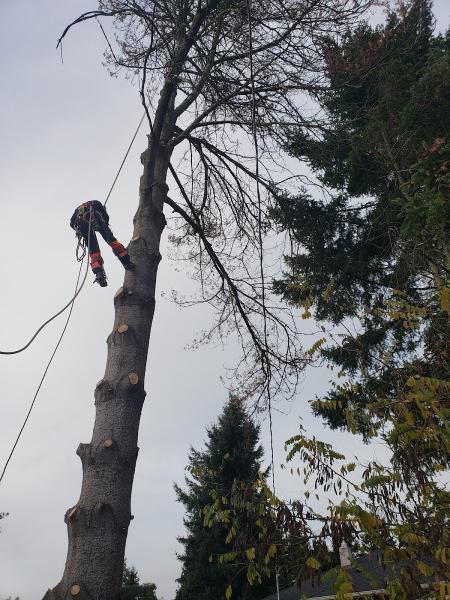Legendary Tree
