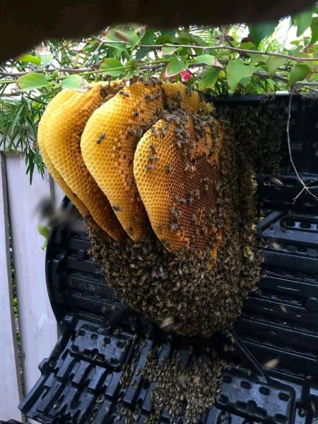 Encinitas Bee Company
