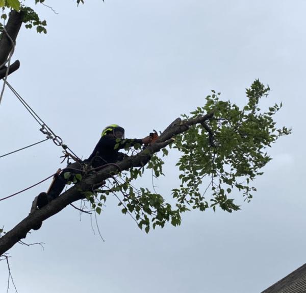 Golden Arbor Tree Service