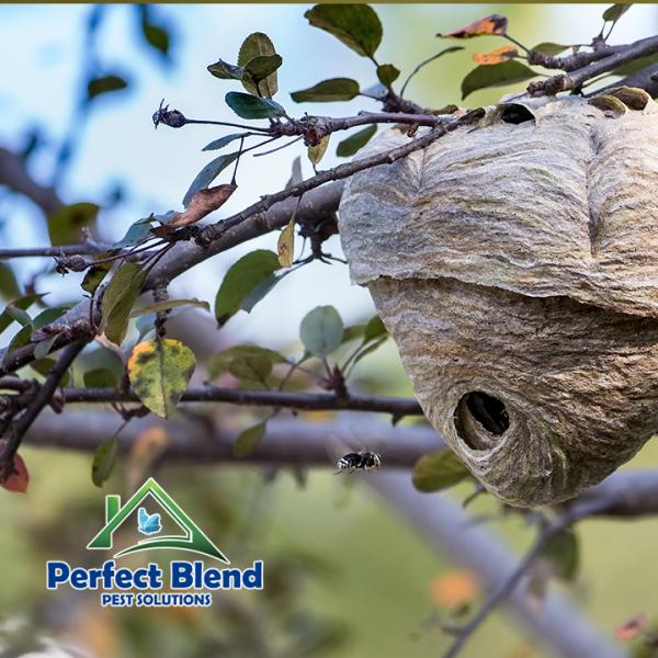 Perfect Blend Pest Solutions