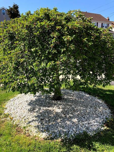 Moe's Landscaping & Design