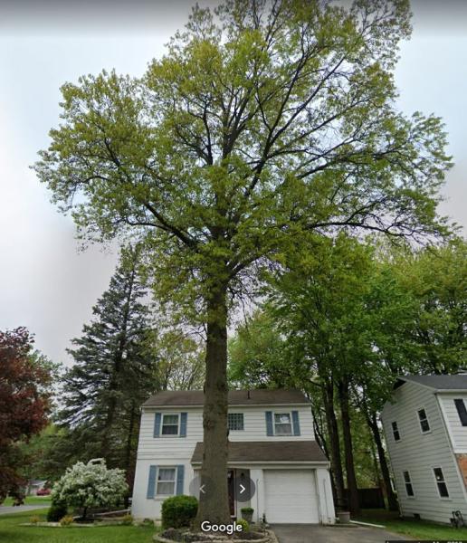 4point Tree Service