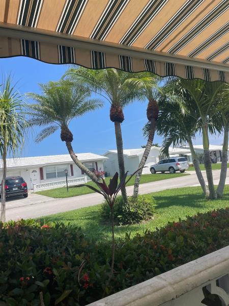 Tropical Tree & Landscape