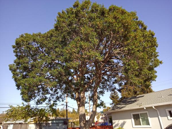 Arbortech Inc.