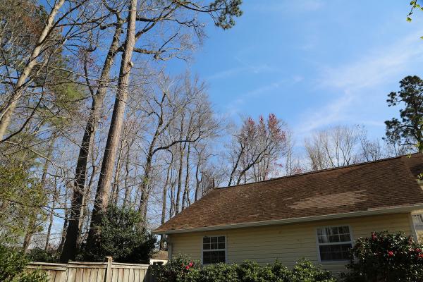 A New Leaf Tree Service