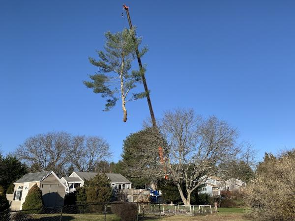Newcomb's Tree Service