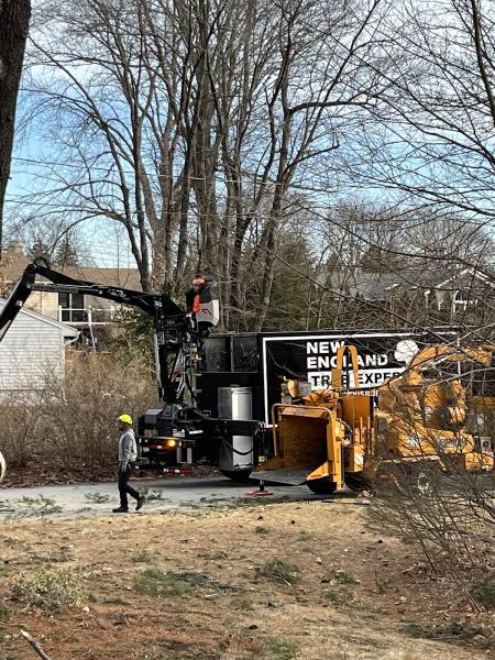New England Tree Experts