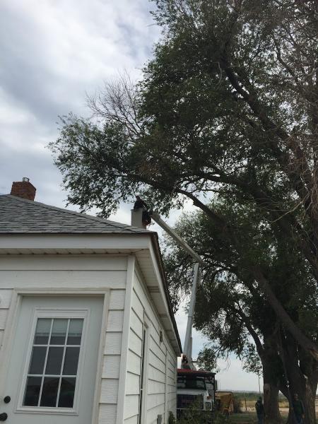 Menjivar Tree Services