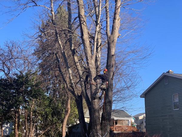 Ridgeline Tree Service