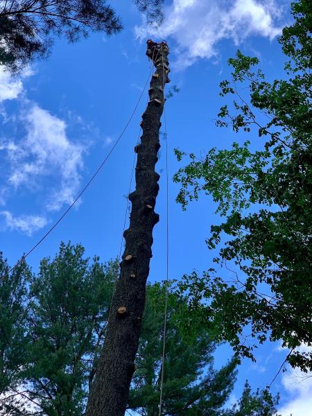 Ridgeline Tree Service