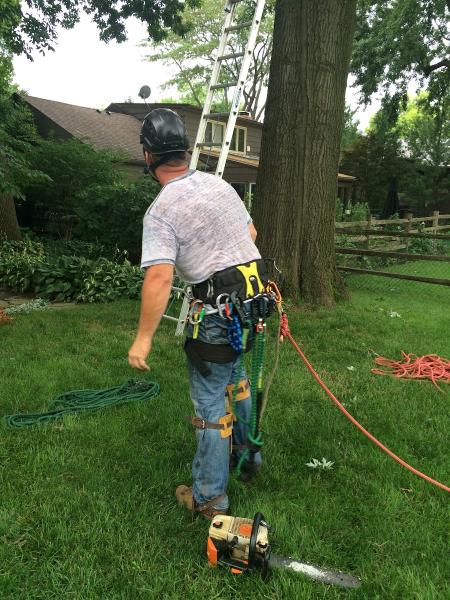 Blue Valley Tree Care