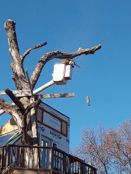 American Timber Tree Service