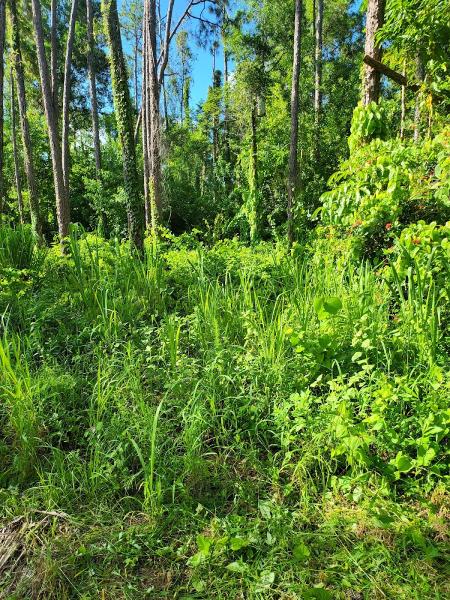 Eco Mulching Services